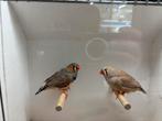 Koppel zebravinken grijs x bruin hele grote vogels, Dieren en Toebehoren, Meerdere dieren