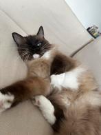 Ragdoll fokpoes met stamboom en paspoort, Dieren en Toebehoren, Katten en Kittens | Raskatten | Langhaar, Poes, Gechipt, 3 tot 5 jaar