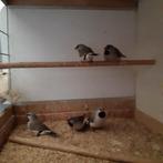 Spitsstaartamadine, Dieren en Toebehoren, Meerdere dieren