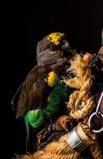 Meyerpapegaai vrouw met kooi 2019 poicephalus meyeri, Dieren en Toebehoren, Vogels | Overige Vogels, Vrouwelijk, Tam