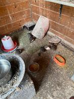 Chinese dwergkwartels 100% natuurbroed onverwant, Dieren en Toebehoren, Vogels | Overige Vogels, Meerdere dieren, Roofvogel