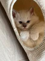 4 prachtige Ragdoll kittens (mink), Dieren en Toebehoren, Katten en Kittens | Raskatten | Langhaar, Meerdere dieren, Gechipt, 0 tot 2 jaar