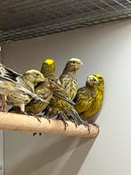 Partij Lizard Kanaries, Dieren en Toebehoren, Vogels | Kanaries, Meerdere dieren, Kleurkanarie