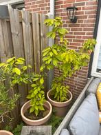 Fruitbomen - Fruit Trees, Tuin en Terras, Planten | Bomen, Overige soorten, Lente, 100 tot 250 cm, Ophalen