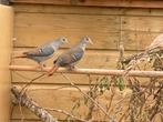 Blauwe grondduif blauwe grondduiven, Dieren en Toebehoren, Vogels | Overige Vogels, Mannelijk, Tropenvogel, Geringd