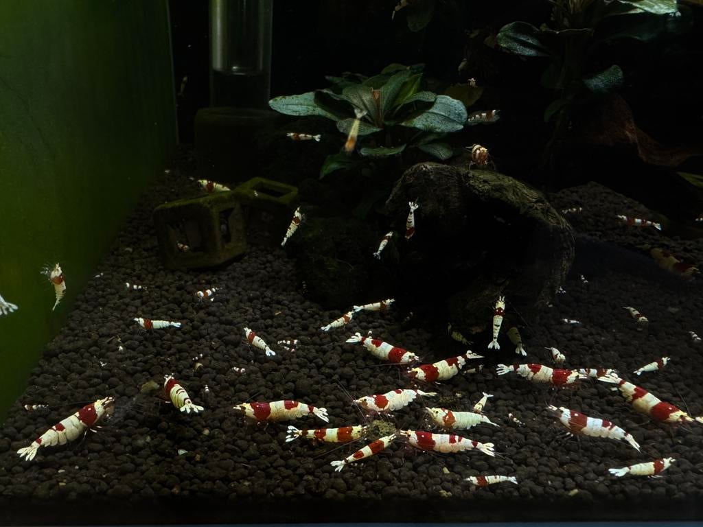 Crystal Red PRL, Dieren en Toebehoren, Vissen | Aquariumvissen