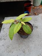 VIBURNUM RHYTIDOPHYLLUM, Tuin en Terras, Vaste plant, Halfschaduw, Zomer, Ophalen