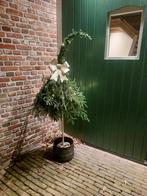Noorse kerstboom met scheve toef, Ophalen, Nieuw