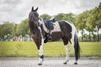 Horsegear setjes full dressuur, Dieren en Toebehoren, Ophalen of Verzenden, Zo goed als nieuw