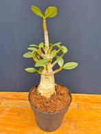 Adenium Baobab p12 (2), Ophalen of Verzenden, Halfschaduw, Minder dan 100 cm