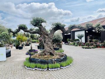 Olijfboom pon-pon - Olea Europaea - Stamomvang 175 - 200 cm beschikbaar voor biedingen