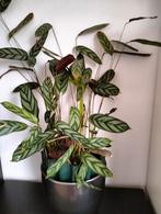 Planten, Ophalen of Verzenden, Overige soorten, Volle zon