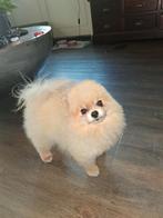 Pomeriaan reutje dekreu wit/blond, Dieren en Toebehoren, Honden | Chihuahua's en Gezelschapshonden, Rabiës (hondsdolheid), Reu
