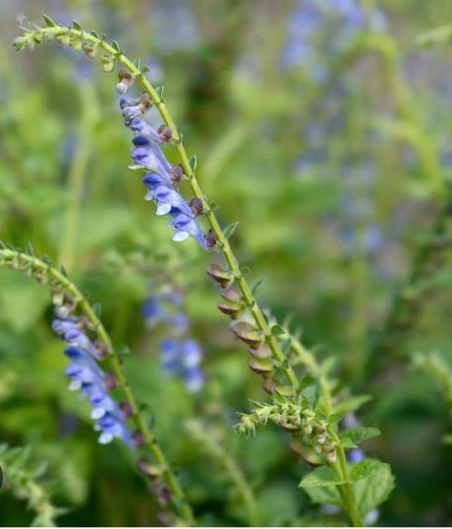 Biologische Glidkruid Zaden, Tuin en Terras, Bloembollen en Zaden, Zaad, Voorjaar, Volle zon, Ophalen of Verzenden
