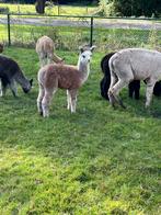4 alpaca veulens te koop aangeboden, Juni, Meerdere dieren