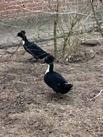 Hollandse kuifeenden te koop, Dieren en Toebehoren, Pluimvee