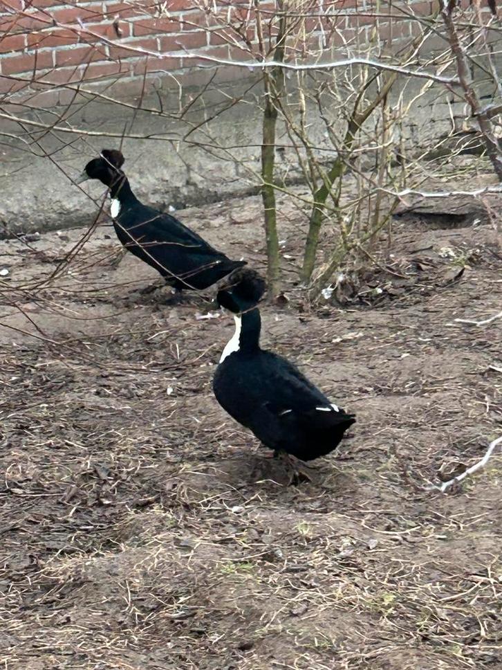 Hollandse kuifeenden te koop, Dieren en Toebehoren, Pluimvee