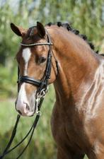 Mr. Deejay - Ervaren schoolmaster (ZZ-L niveau), Dieren en Toebehoren, Paarden, Ruin