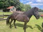 Lief ijslands paard, Dieren en Toebehoren, Pony's, Merrie, Gechipt, Zadelmak, C pony (1.27m tot 1.37m)