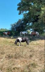 paarden opfok, Weidegang, 4 paarden of pony's of meer
