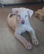Te koop, Dieren en Toebehoren, Honden | Niet-rashonden, Rabiës (hondsdolheid), Reu, 8 tot 15 weken, Meerdere