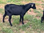 Mooie hoornloze dwergbok, Dieren en Toebehoren, Schapen, Geiten en Varkens, Mannelijk, Geit