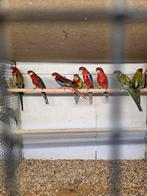 Grote parkieten zaterdag geopend, Dieren en Toebehoren, Meerdere dieren, Parkiet