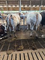 6 gewone koeien, Dieren en Toebehoren, Runderen, Meerdere dieren