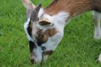 Dwerggeit, Dieren en Toebehoren, Schapen, Geiten en Varkens, Vrouwelijk, Geit, 0 tot 2 jaar