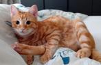 Zeer lief en aanhalig kitten., Dieren en Toebehoren, Katten en Kittens | Overige Katten, Kater, Kortharig, 0 tot 2 jaar