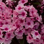 phlox paniculata roze vlambloem, vaste plant, bodembedekker, Tuin en Terras, Halfschaduw, Zomer, Vaste plant, Bodembedekkers