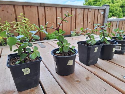 Terrasplant, Kuipplant, Vetplant, Portulacaria afra,, Tuin en Terras, Planten | Tuinplanten, Vaste plant, Overige soorten, Ophalen of Verzenden