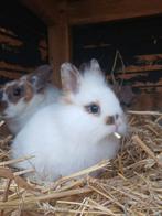 Leuke dwergkonijntjes te koop!, Dieren en Toebehoren, Konijnen, Meerdere dieren, Dwerg, 0 tot 2 jaar