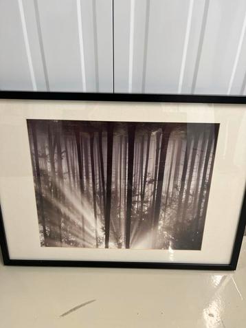Boslandschap Foto met Lijst beschikbaar voor biedingen