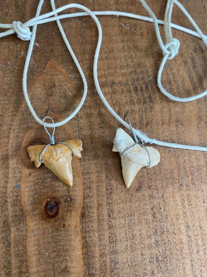 Haaientanden,FOSSIEL 55 milj jr oud.Div maten.Evt+Kettingoog, Sieraden, Tassen en Uiterlijk, Overige Accessoires, Gebruikt, Ophalen of Verzenden