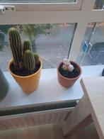 Cactus, Ophalen of Verzenden