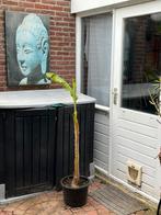 Bananenplant Musa Basjoo 115 cm hoog totaal, snelgroeier, Minder dan 100 cm, Overige soorten, Volle zon, Ophalen