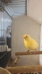 Te Koop; Kooi met Waterslager Zangvogel., Ophalen of Verzenden, Zo goed als nieuw, Metaal, Vogelkooi