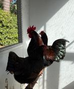 Broedeieren Barnevelder kriel dubbelgezoomd, Dieren en Toebehoren, Geslacht onbekend, Kip