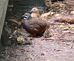 1-2 chinese dwergkwartel trio, Dieren en Toebehoren, Pluimvee, Meerdere dieren, Overige soorten
