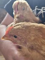 2 orpington hanen groot buff, Dieren en Toebehoren, Pluimvee, Mannelijk, Kip