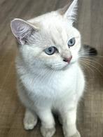 Dekkater Britse Korthaar+Stamboom Seal-Golden-Point, Dieren en Toebehoren, Katten en Kittens | Dekkaters