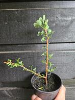Dwerg Ginkgo biloba, Ophalen of Verzenden, Minder dan 100 cm