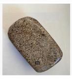 Fossiele Dino bot, maat 5,5 x 3,5 x 3 cm, Ophalen of Verzenden, Mineraal