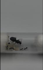 Lasius niger 30+ w (dit zijn oude fotos), Dieren en Toebehoren, Mieren