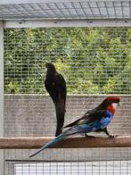Bewezen kweekkoppel rosella zwart, Meerdere dieren, Parkiet
