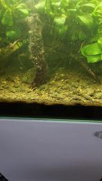 Jonge algeneters, Dieren en Toebehoren, Vissen | Aquaria en Toebehoren, Ophalen of Verzenden, Plant(en), Steen of Hout