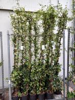 Toscaanse Jasmijn €5,95, €12,50, €29,95, Tuin en Terras, Planten | Tuinplanten, Ophalen, Zomer, Klimplanten, Volle zon