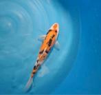 Dainichi sanke koi karper, Dieren en Toebehoren, Karper of Koi