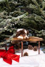 Australian Shepherd pups met stamboom, Nederland, CDV (hondenziekte), 8 tot 15 weken, Meerdere